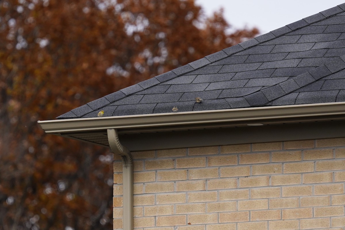 čížek žlutý - ML646311775