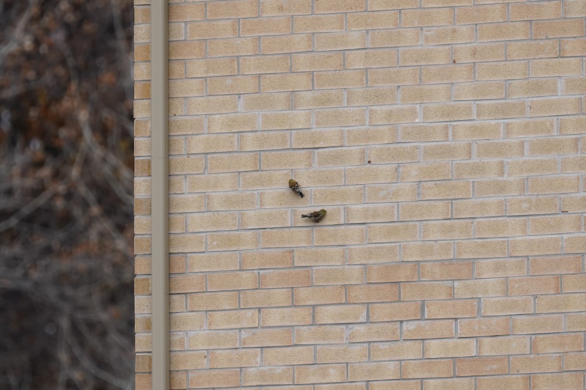 čížek žlutý - ML646311776