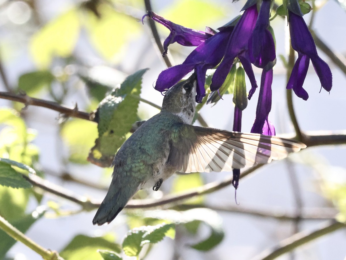 Black-chinned Hummingbird - ML646311778