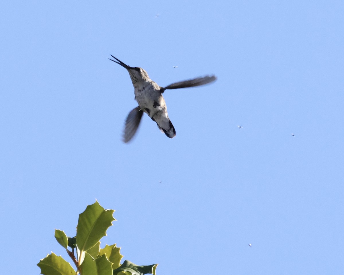 Black-chinned Hummingbird - ML646311779