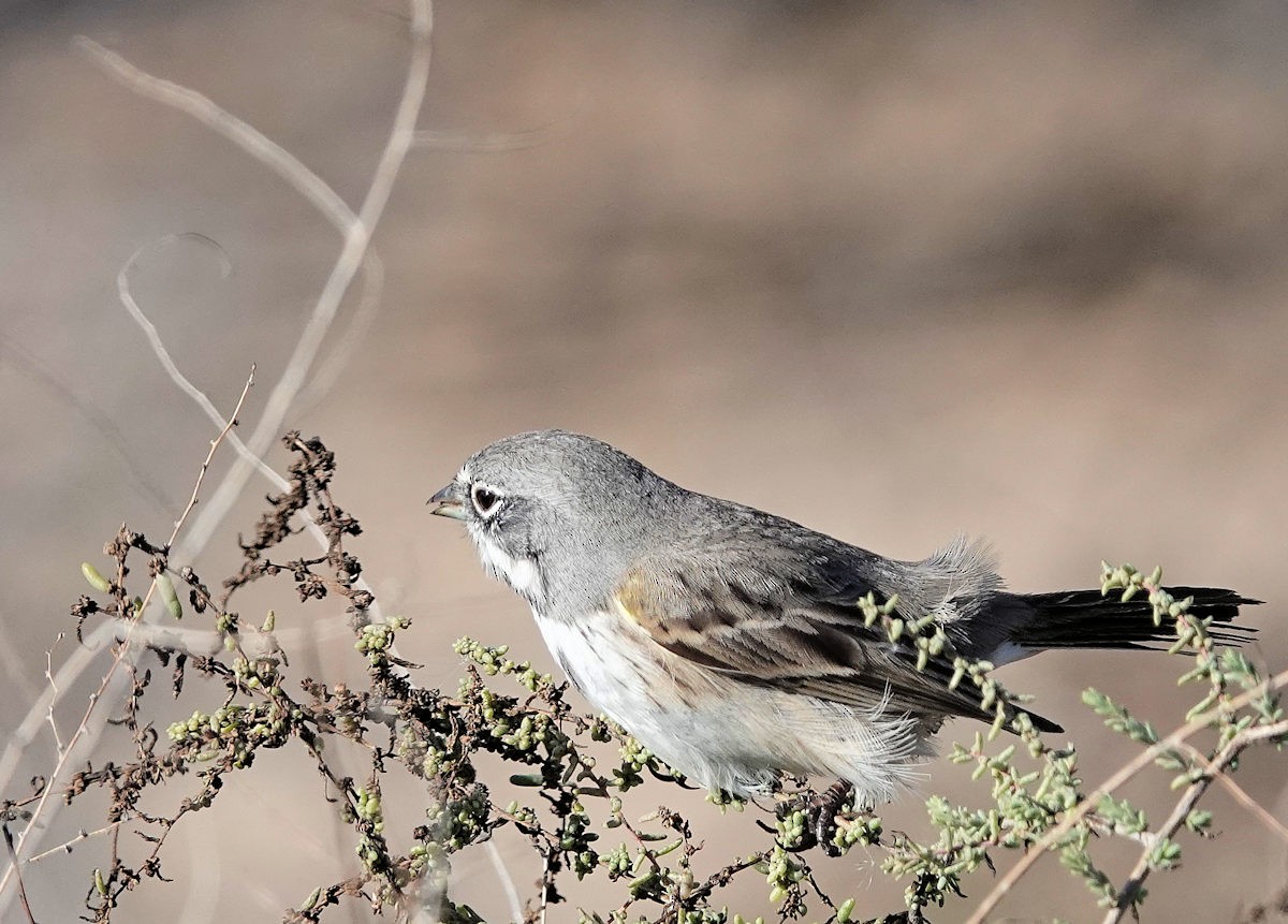 Bell's Sparrow - ML646311780
