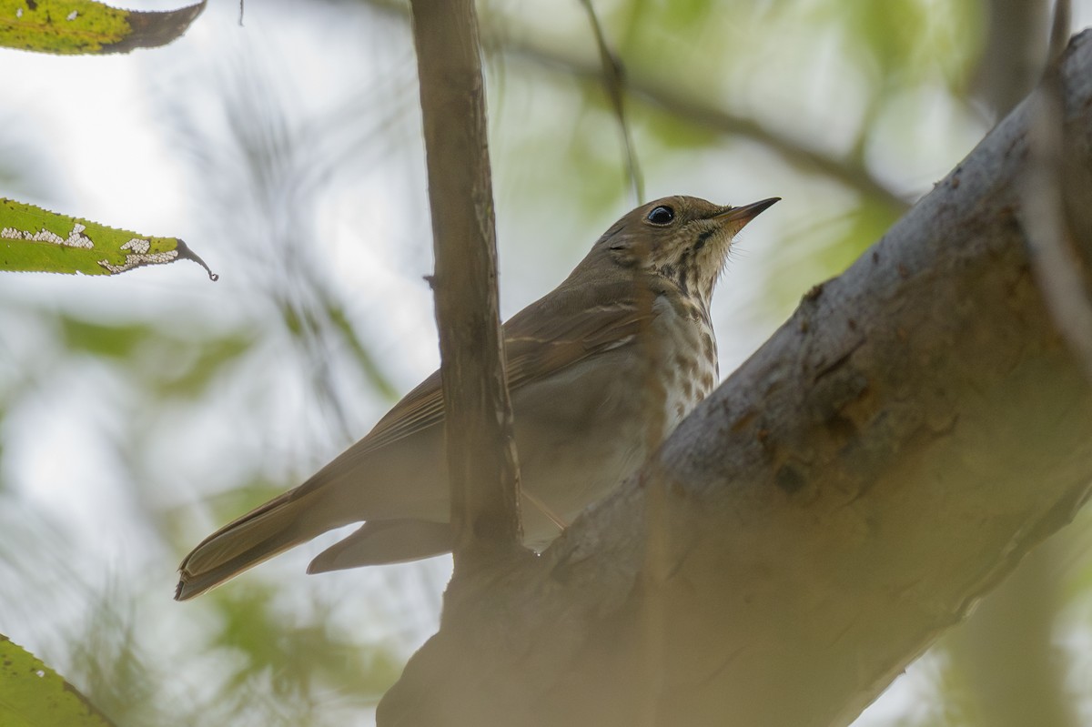 Hermit Thrush - ML646311781