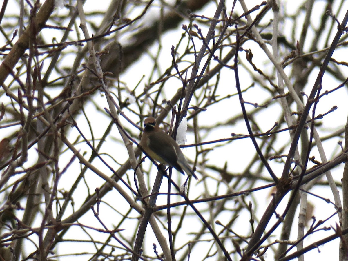 ヒメレンジャク - ML646311782