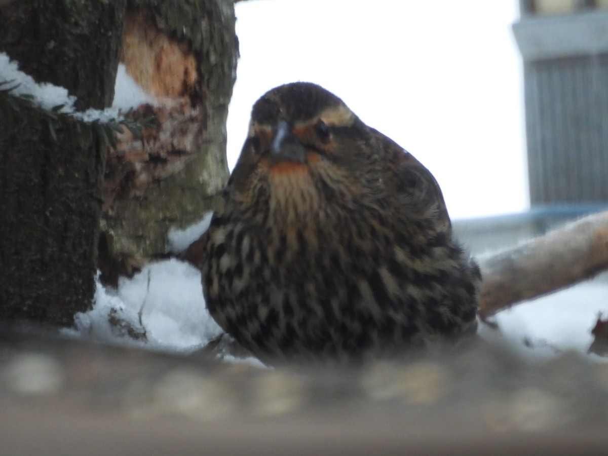 Red-winged Blackbird - ML646311784