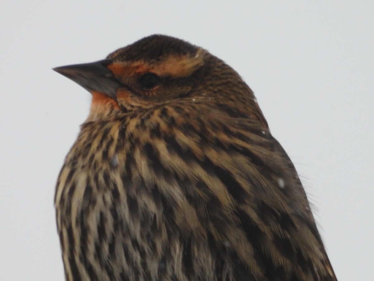 Red-winged Blackbird - ML646311786