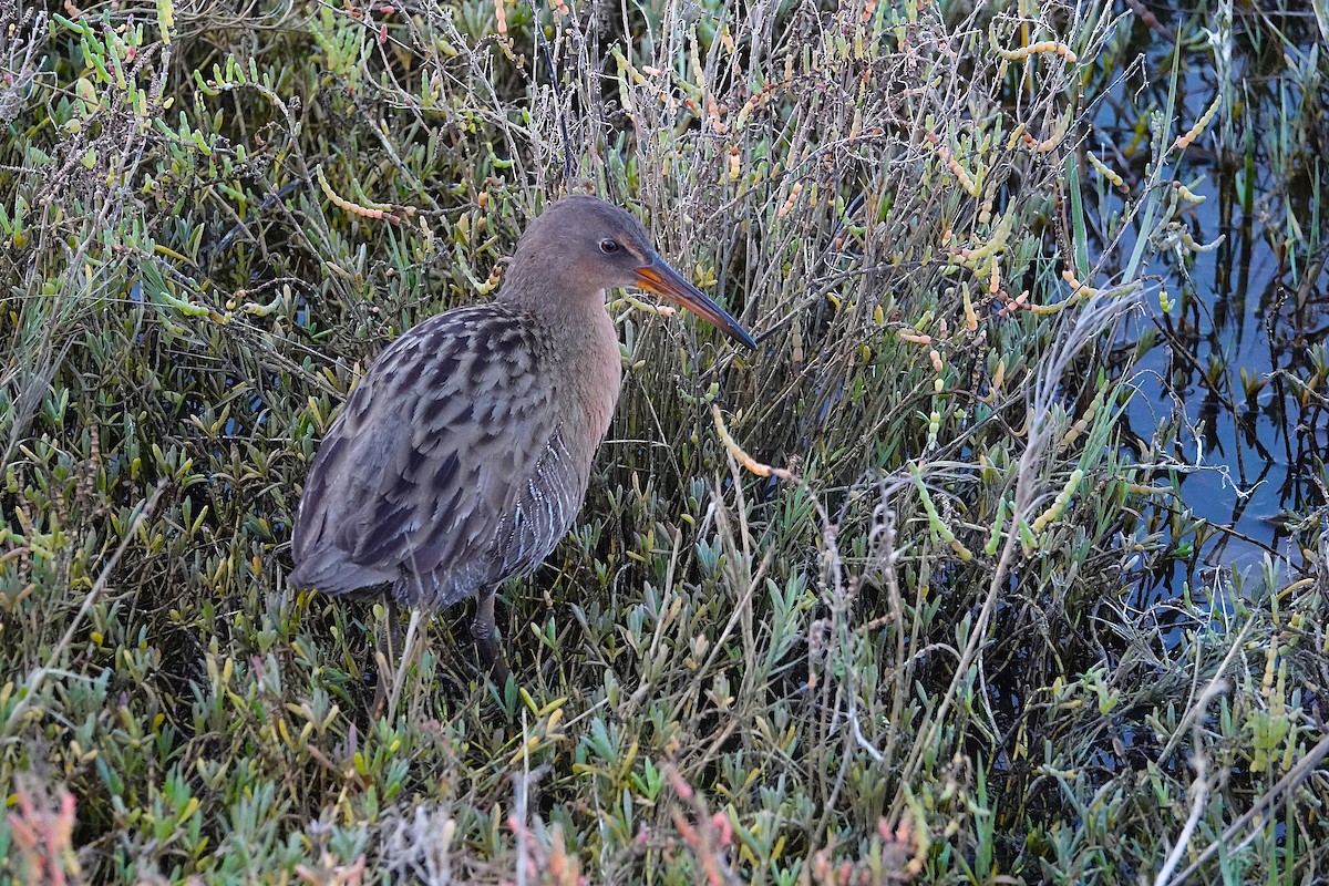 spartinarikse - ML646311791