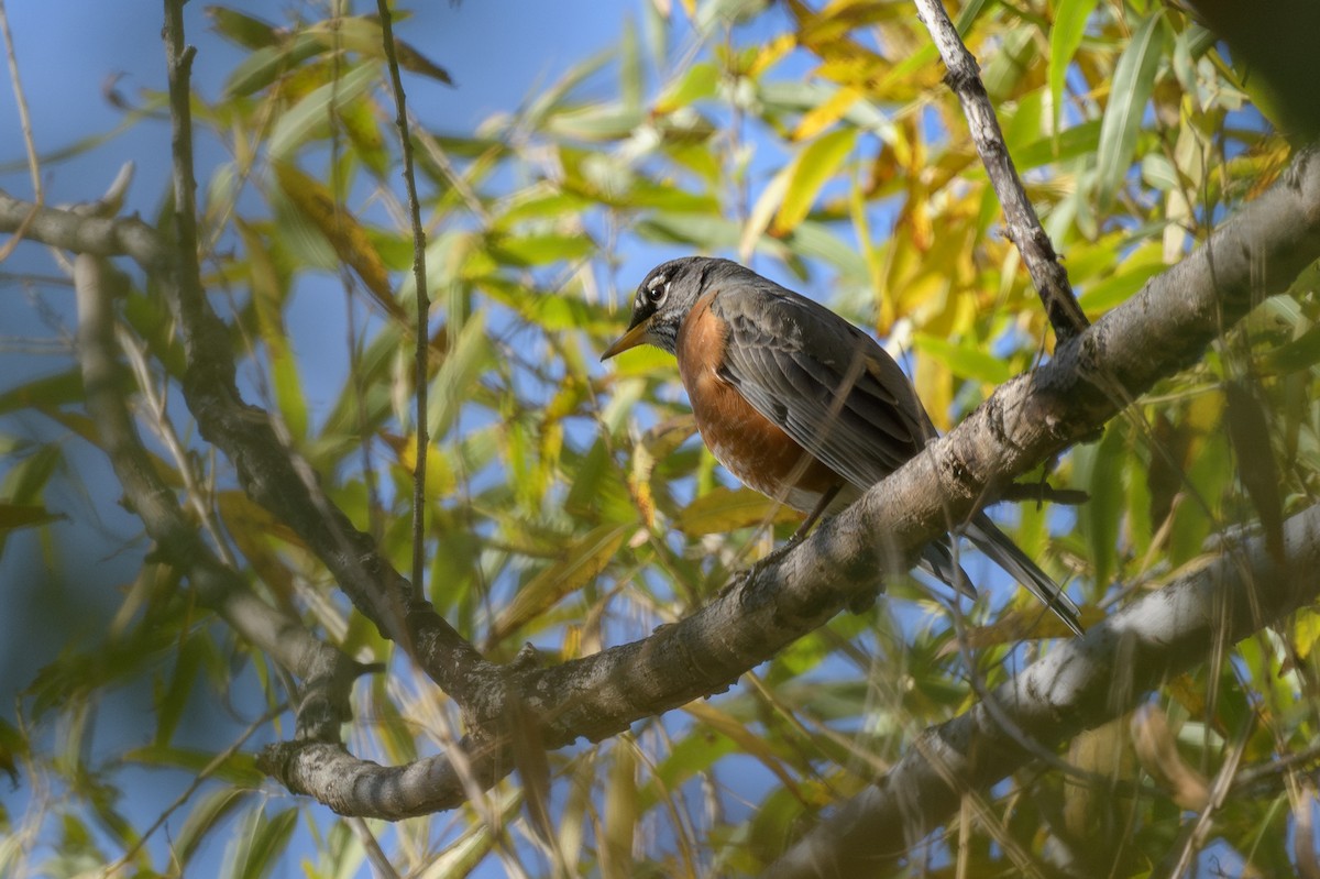 American Robin - ML646311793