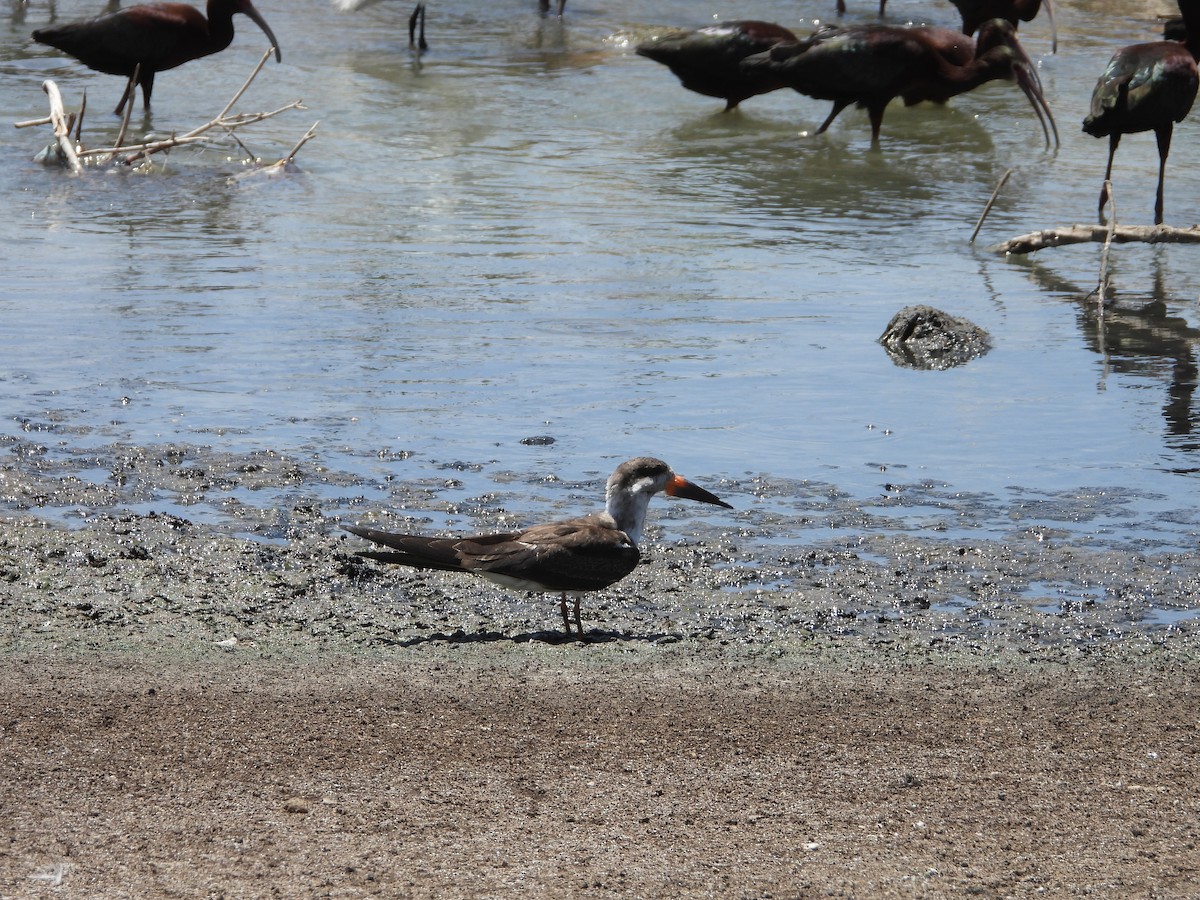 zoboun americký - ML646311794