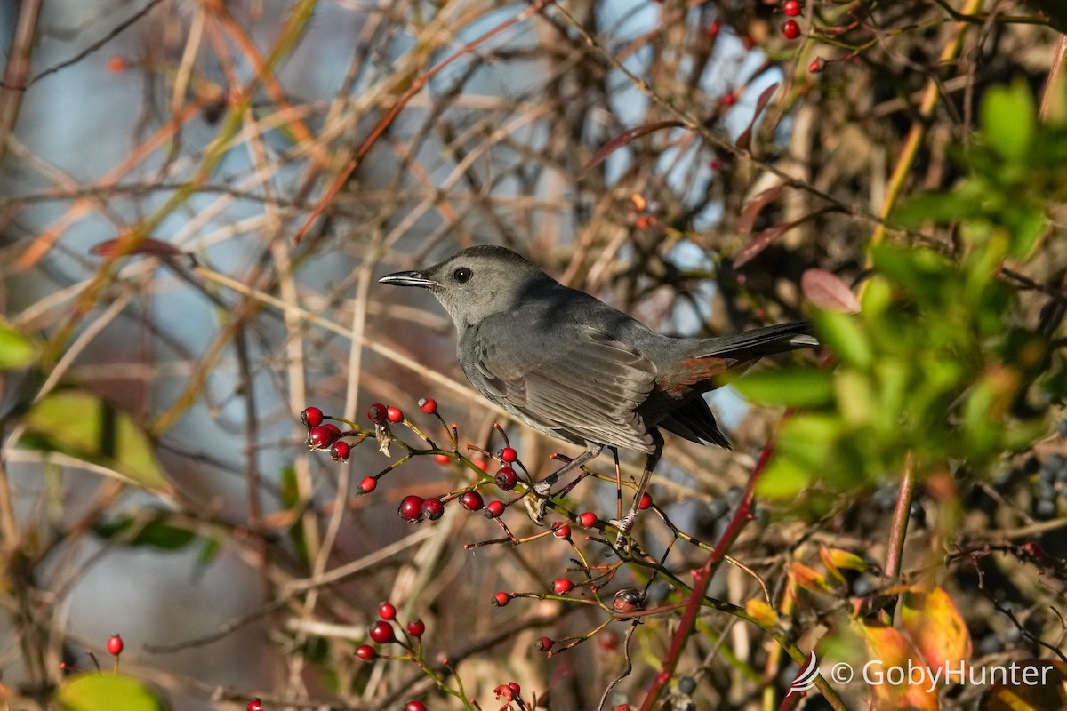 kattespottefugl - ML646311795