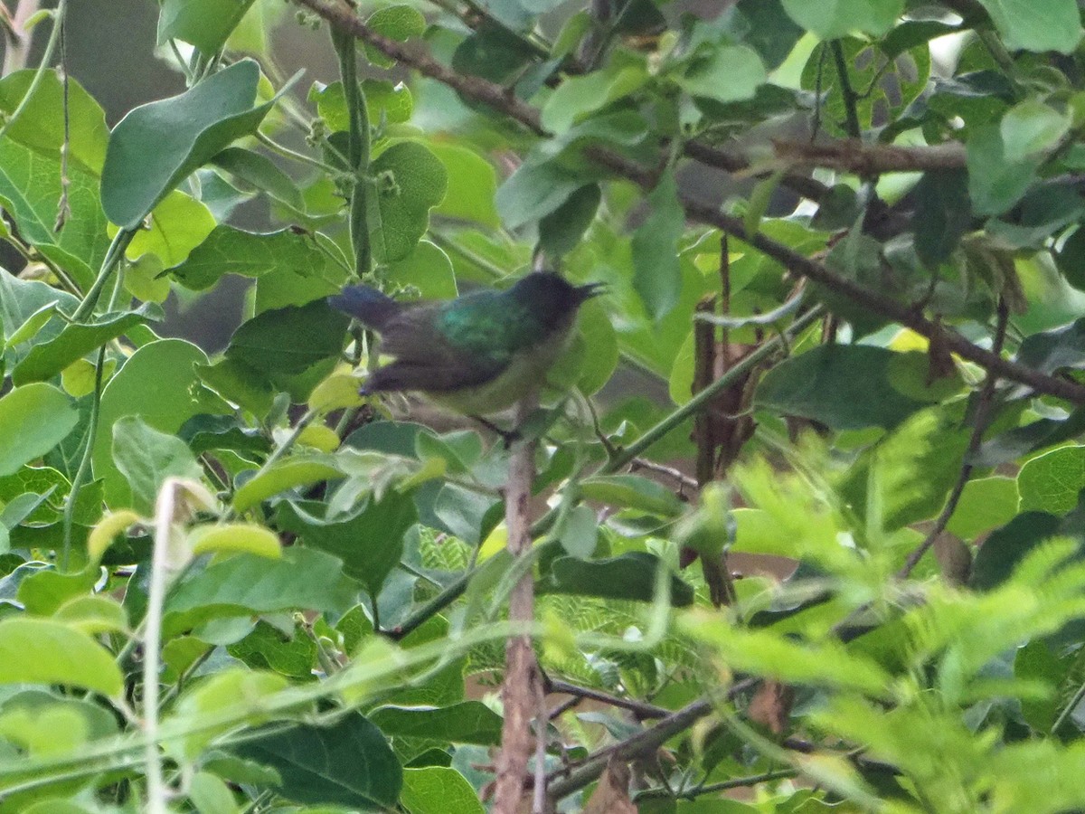 smykkesolfugl - ML646311796