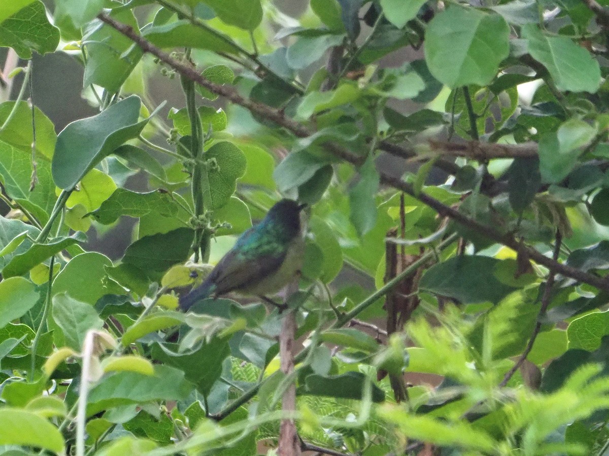 smykkesolfugl - ML646311797