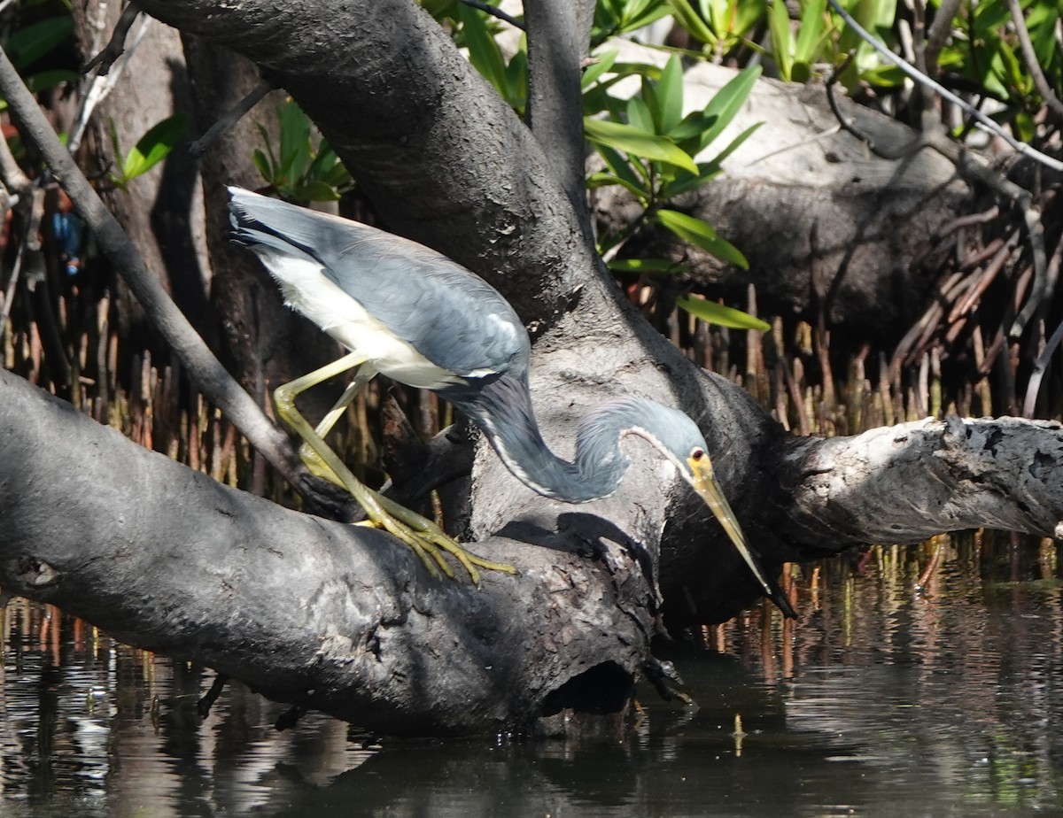 prakthegre - ML646311798