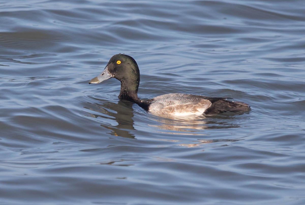 bergand - ML646311799