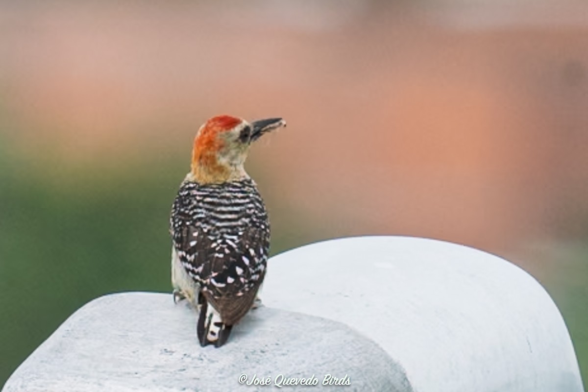 rødkronespett - ML646311800