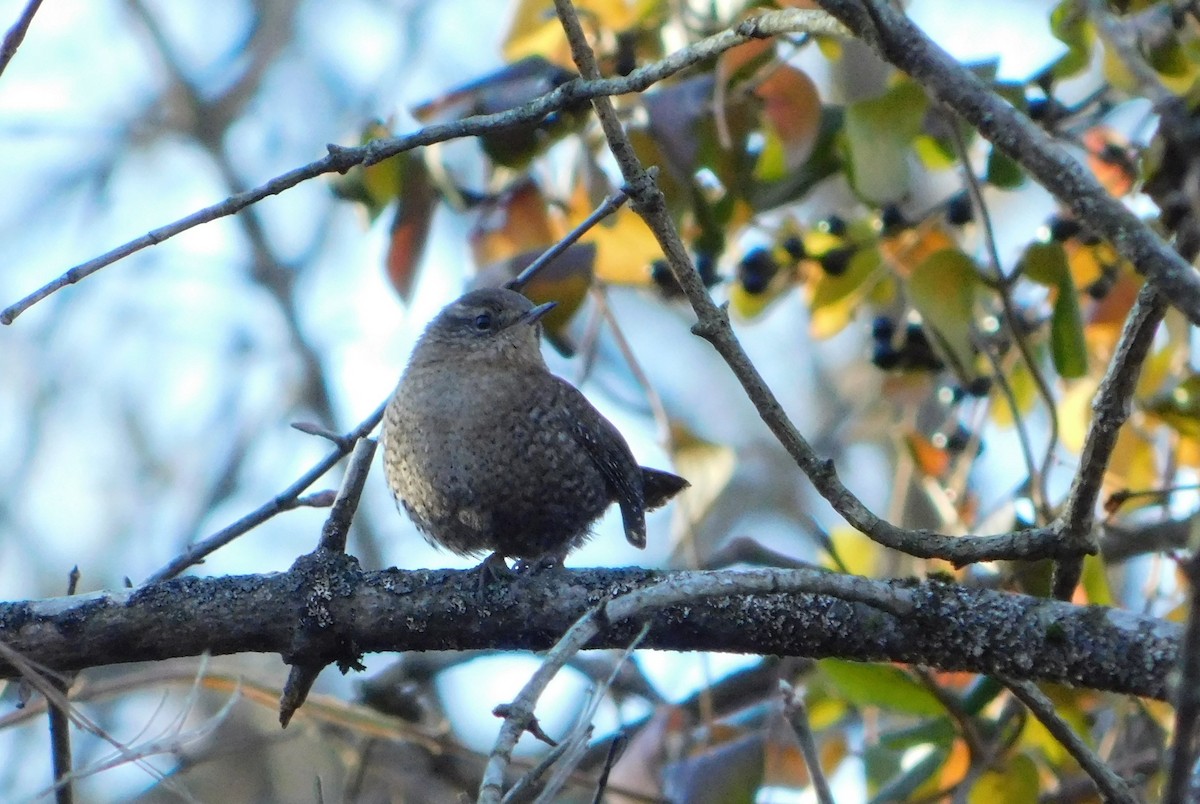 vintersmett - ML646311801