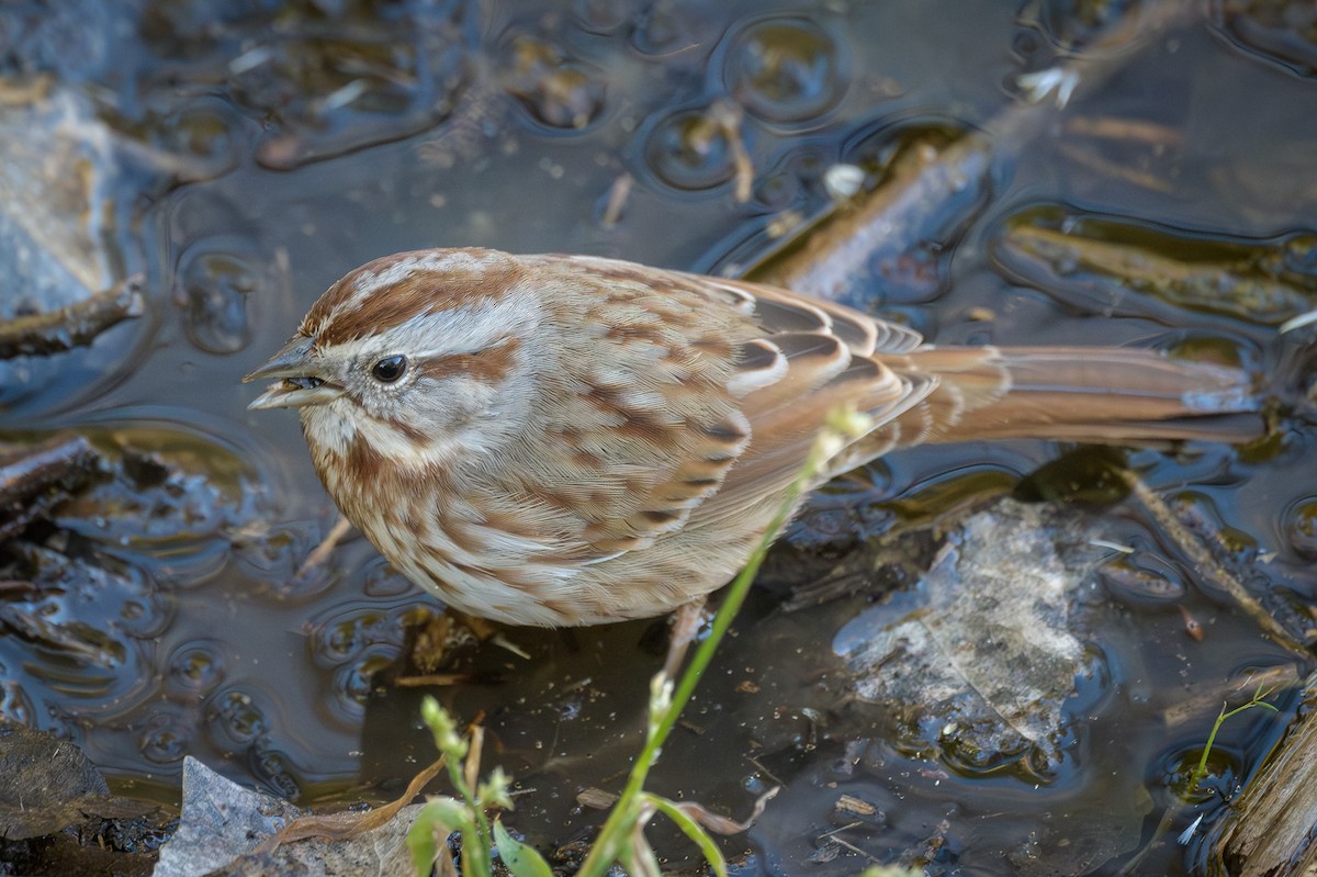 sangspurv - ML646311802