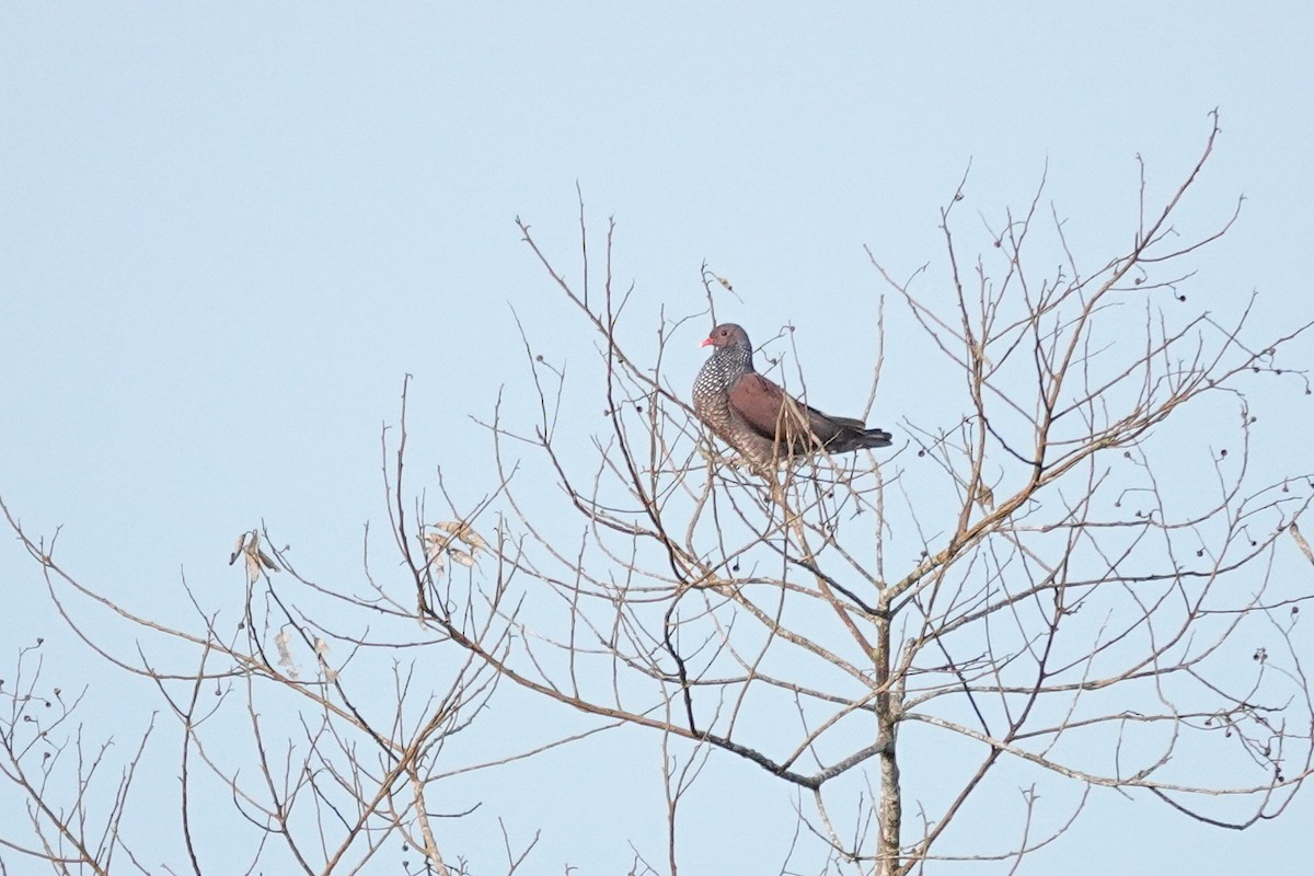 skjelldue - ML646311803