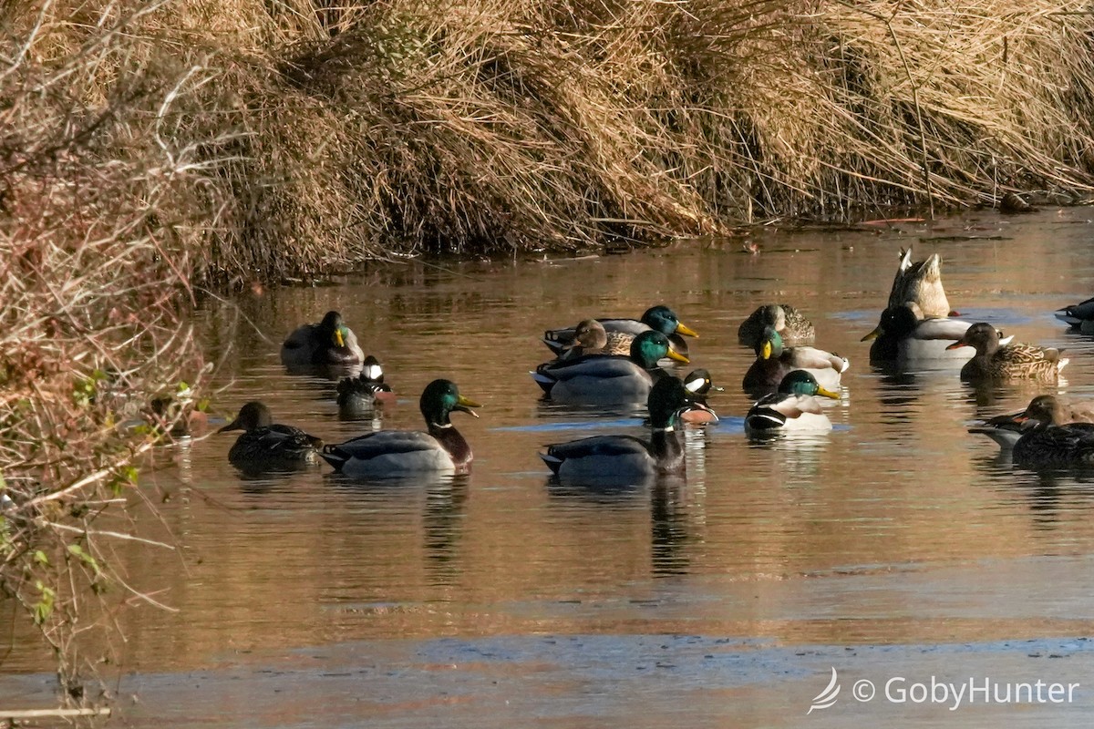 hjelmfiskand - ML646311804