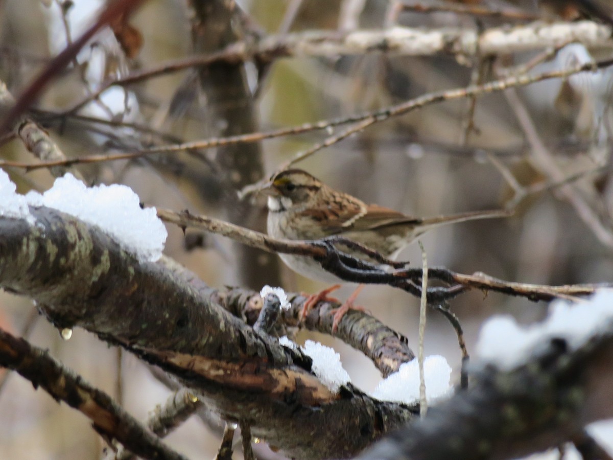 hvitstrupespurv - ML646311805