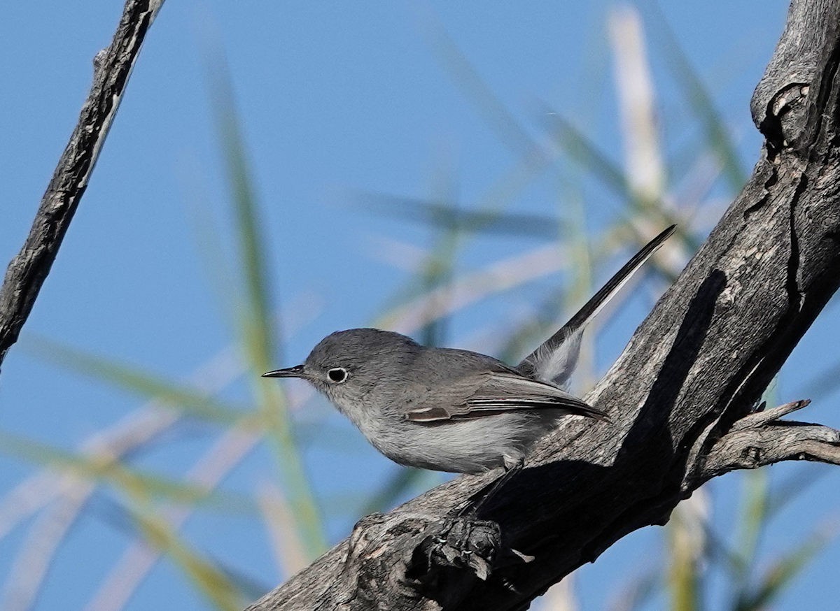 nordmyggsmett - ML646311806