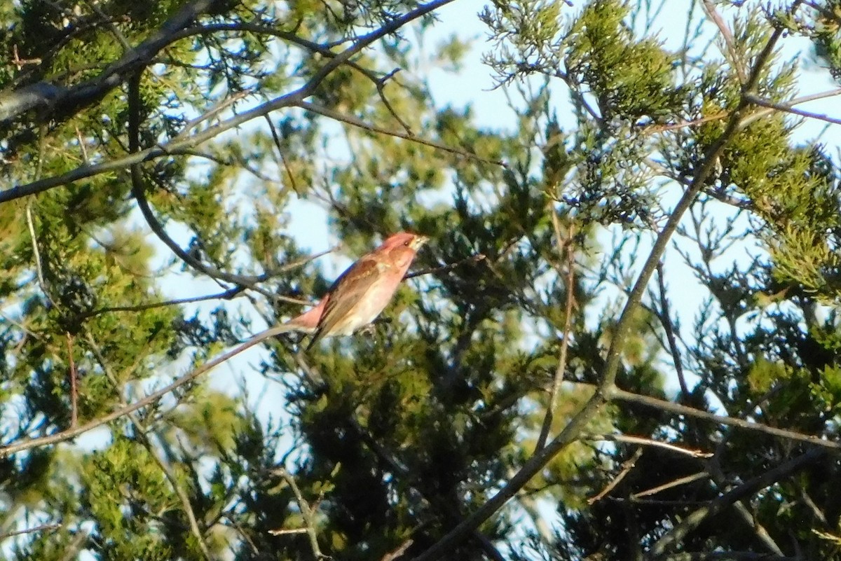 purpurfink - ML646311807