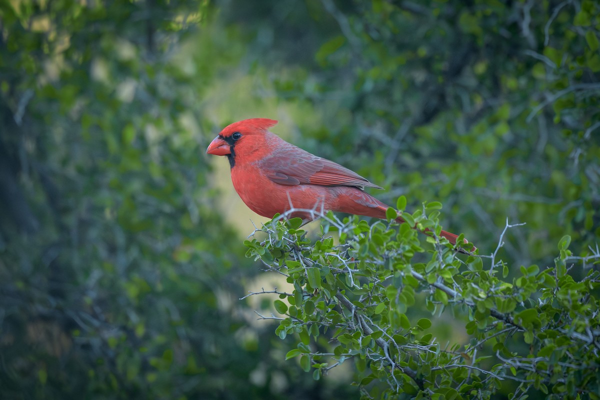 rødkardinal - ML646311808