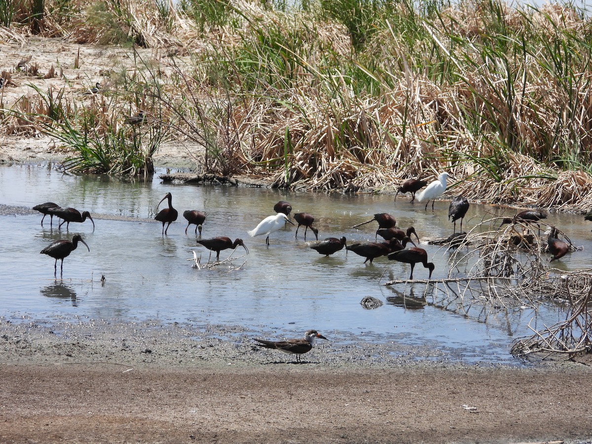 ibis americký - ML646311809