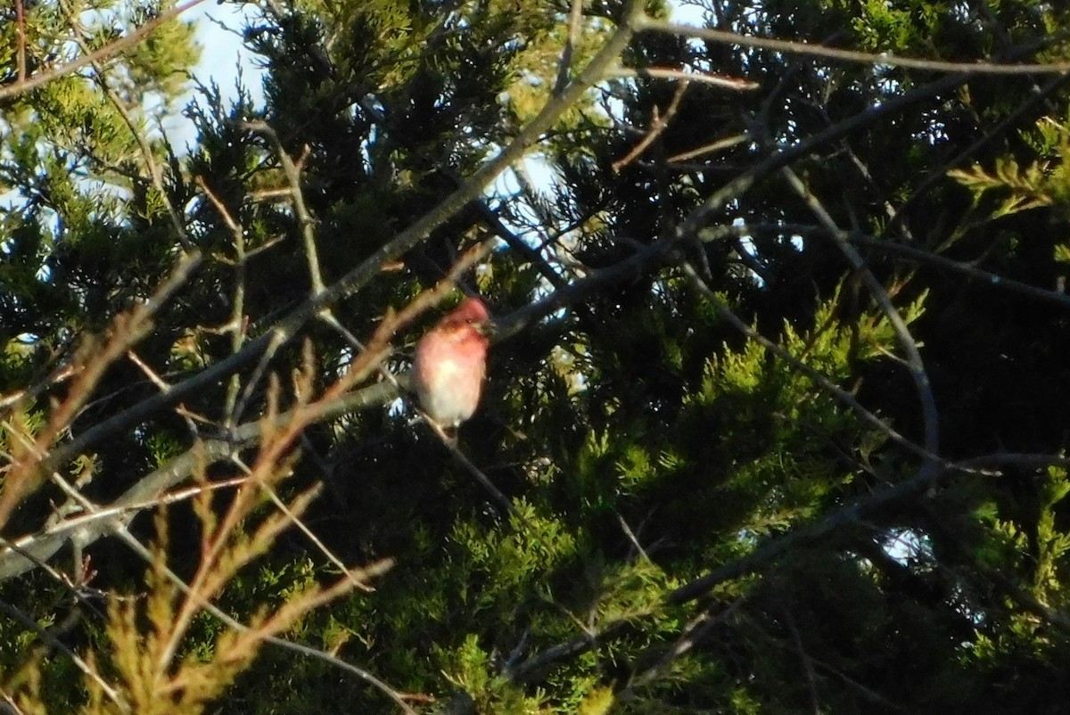 purpurfink - ML646311810