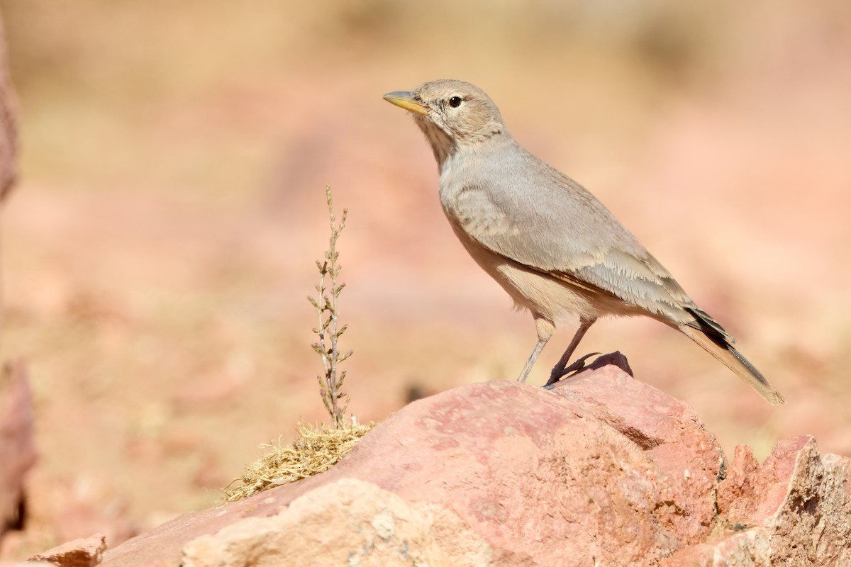 ørkenlerke - ML646311811