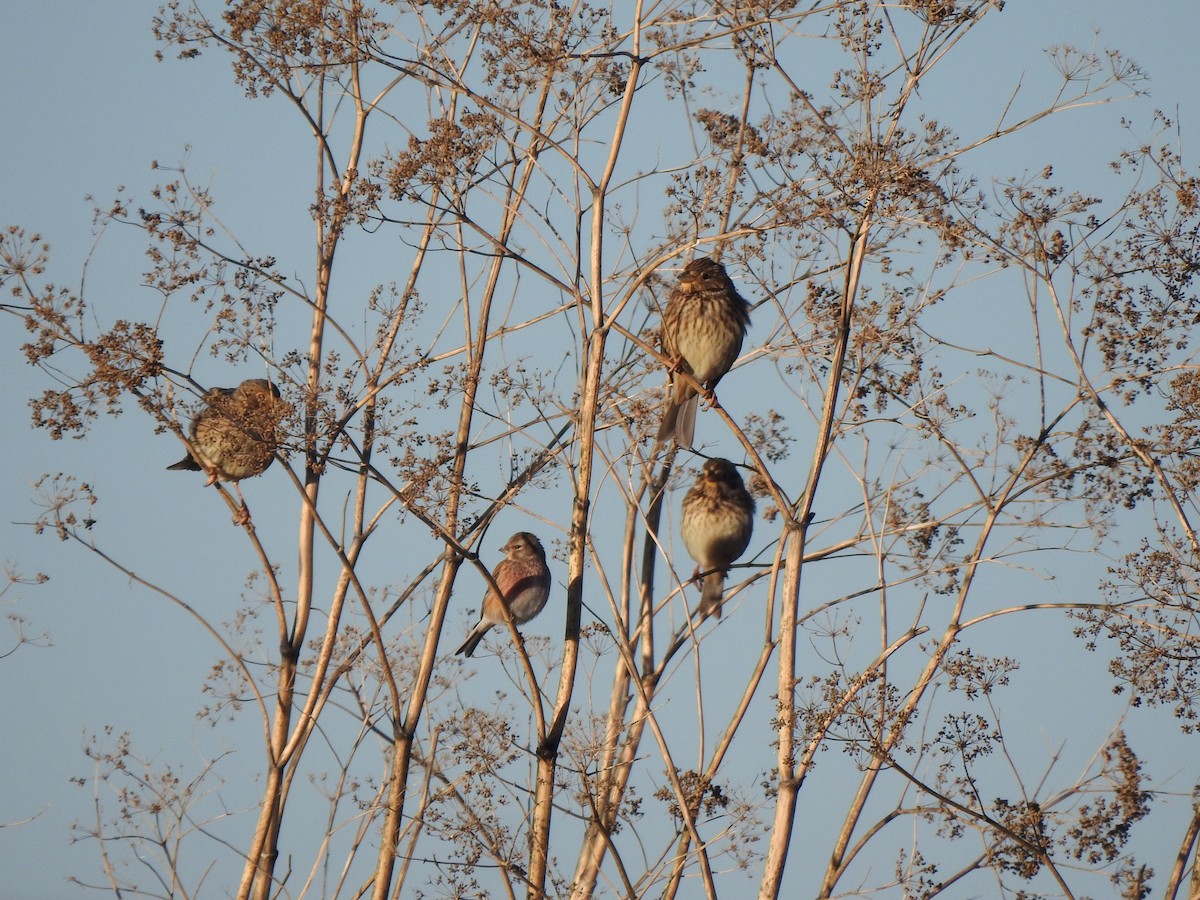 kornspurv - ML646311812