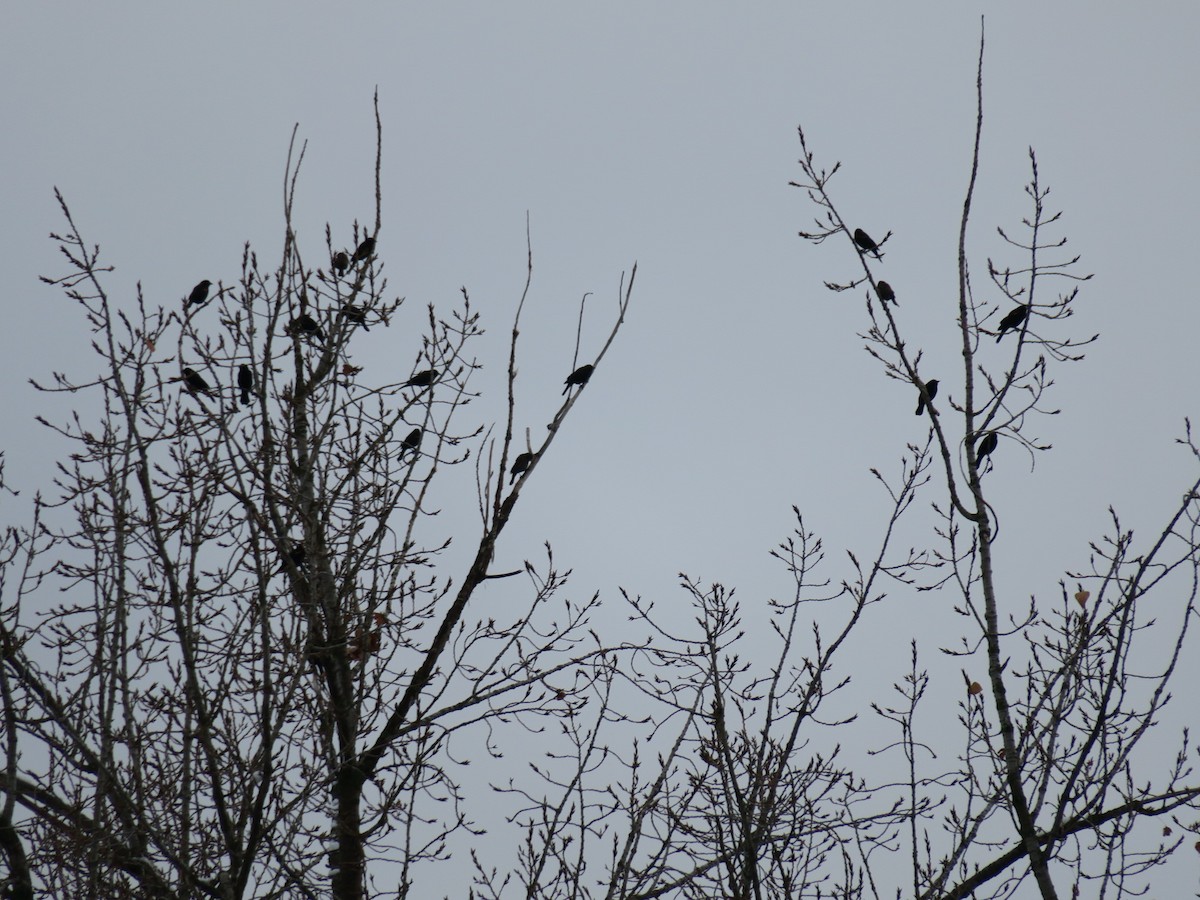 rødvingetrupial - ML646311813