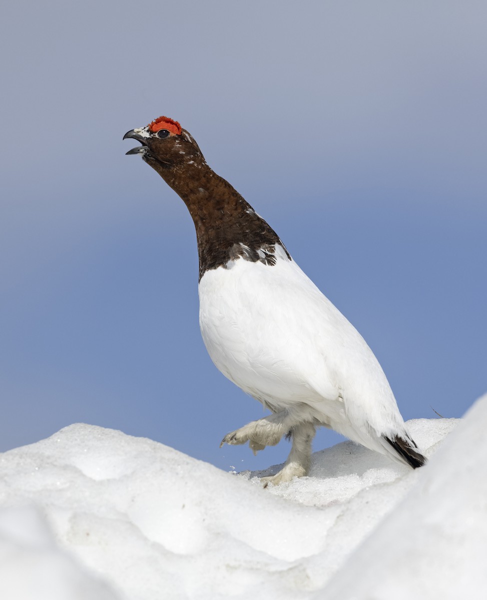 lirype - ML646311814