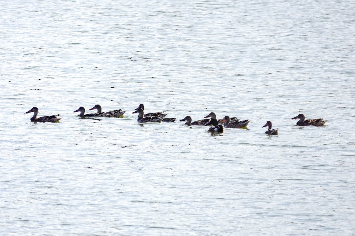 skjeand - ML646311816