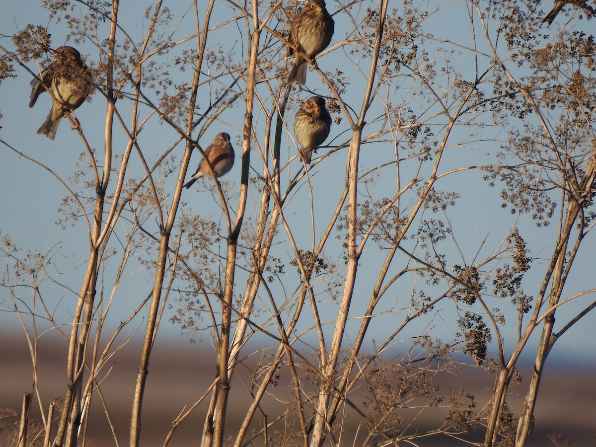 tornirisk - ML646311820