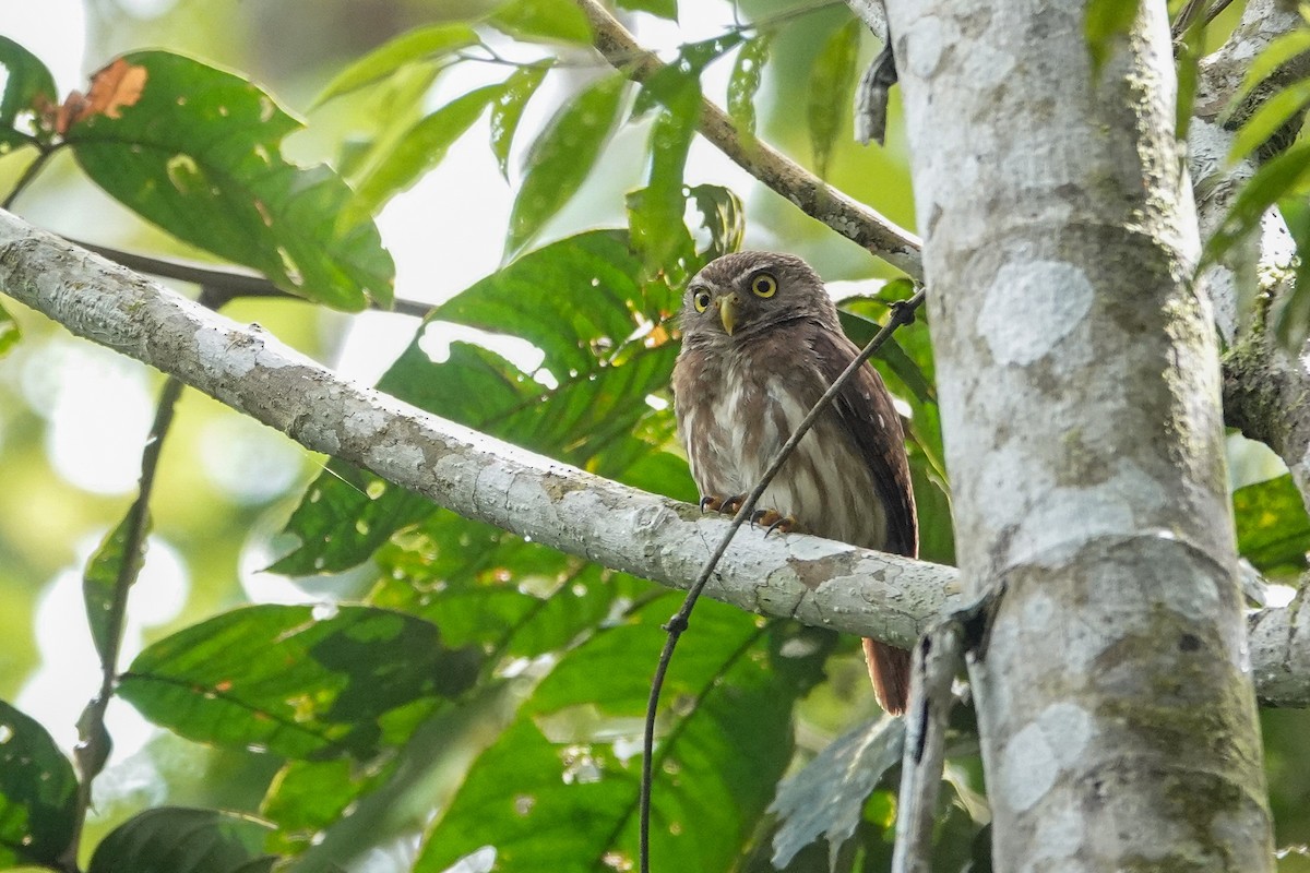 øgleugle (brasilianum gr.) - ML646311821