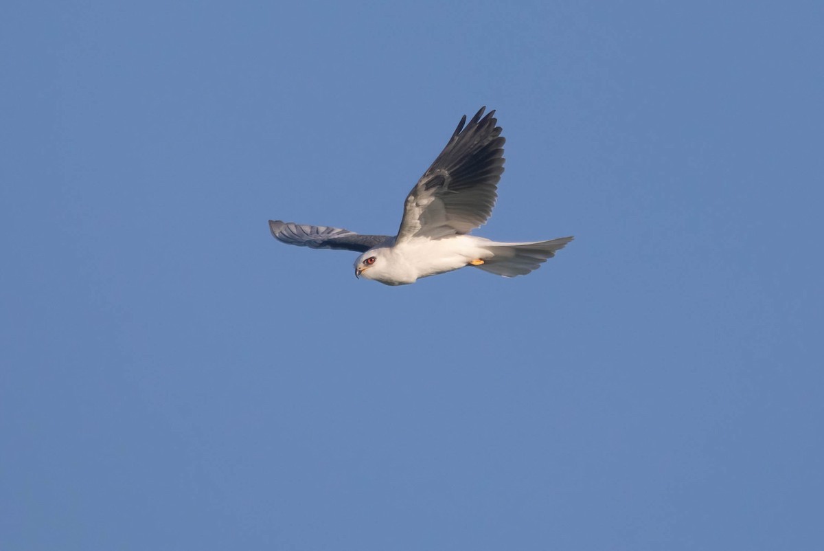 hvitstjertglente - ML646311822