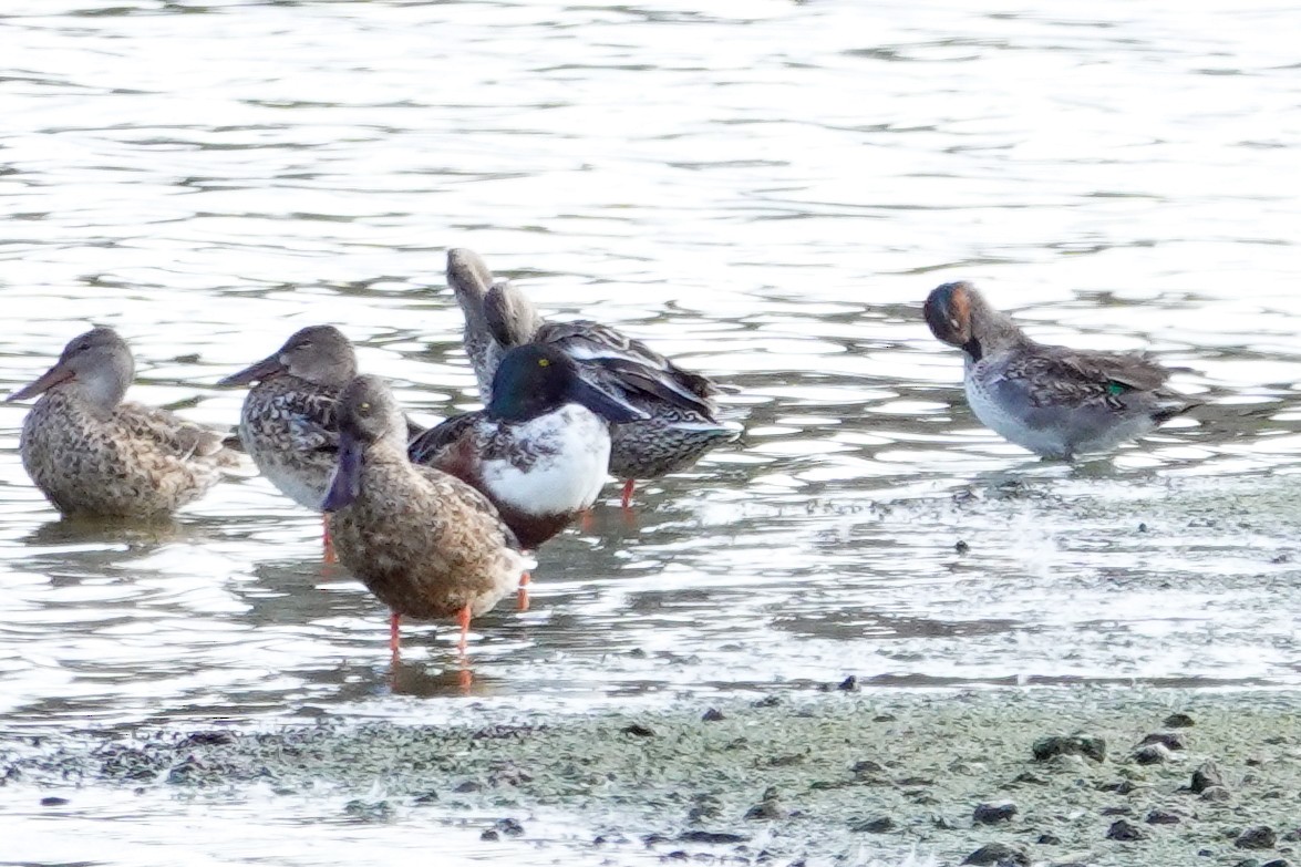 skjeand - ML646311823