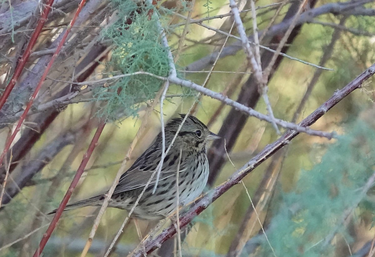 gråbrynspurv - ML646311824