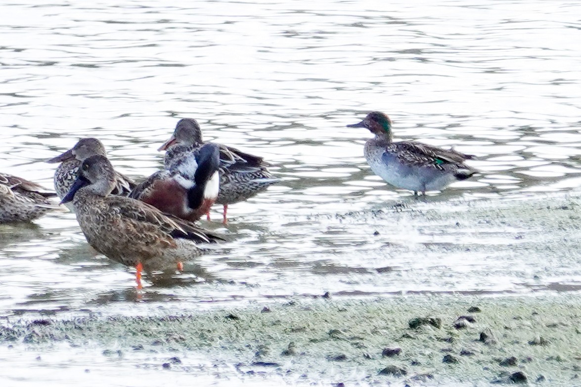 krikkand - ML646311825