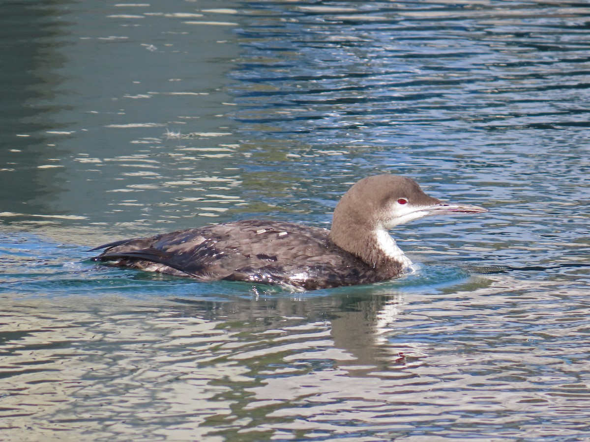 Pacific Loon - ML646311826