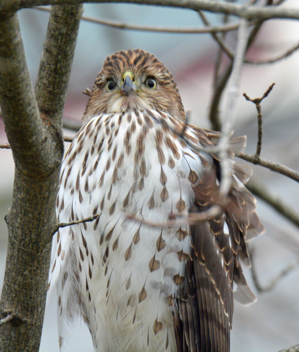 Cooper's Hawk - ML646311827