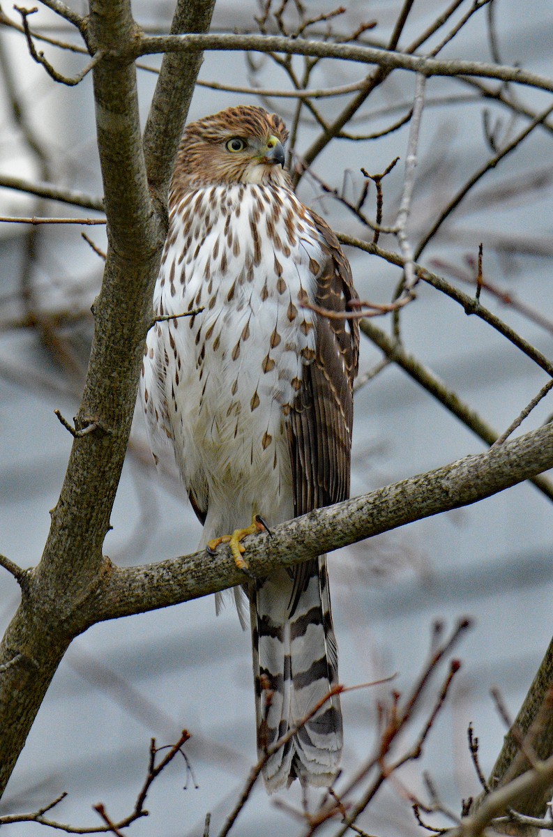 Cooper's Hawk - ML646311829