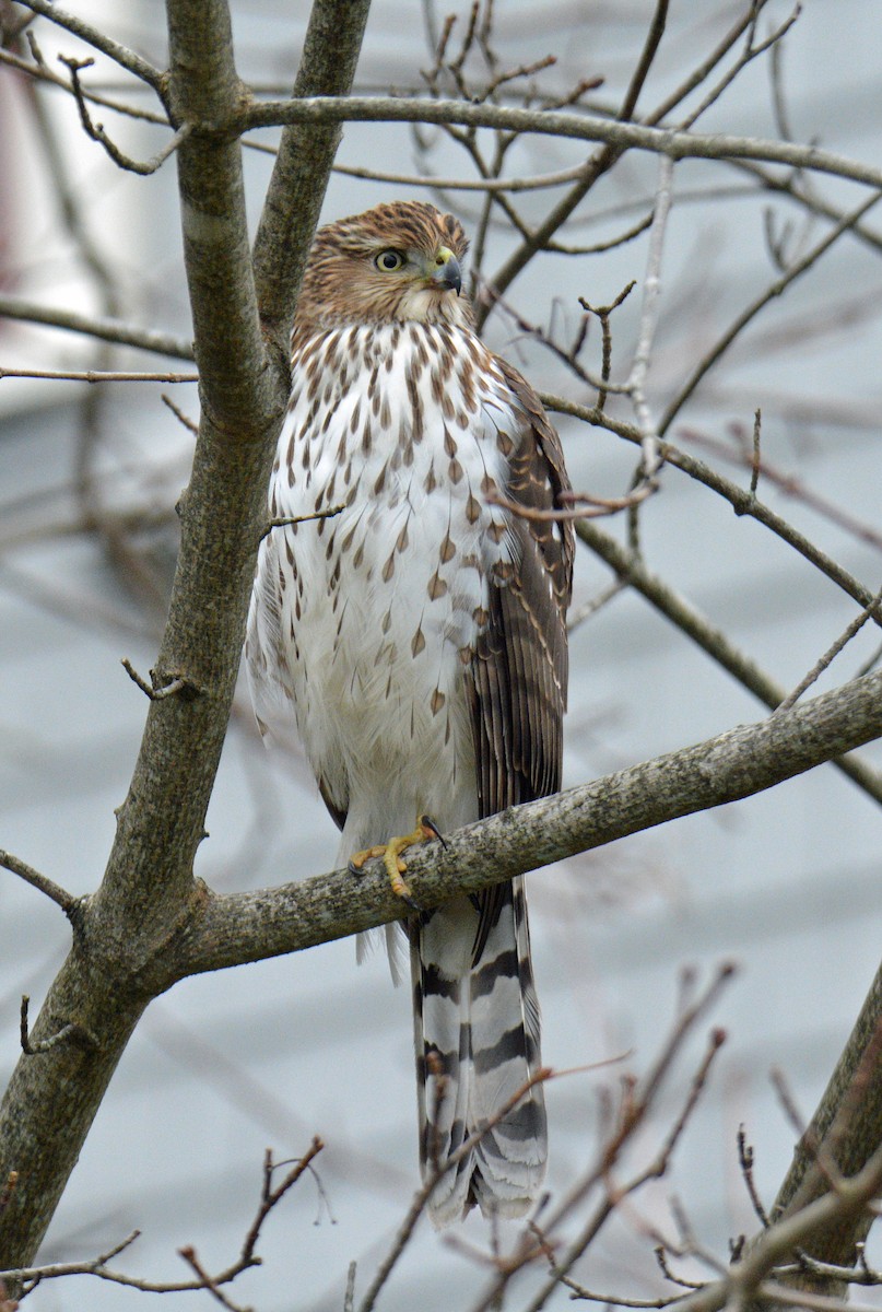 Cooper's Hawk - ML646311830