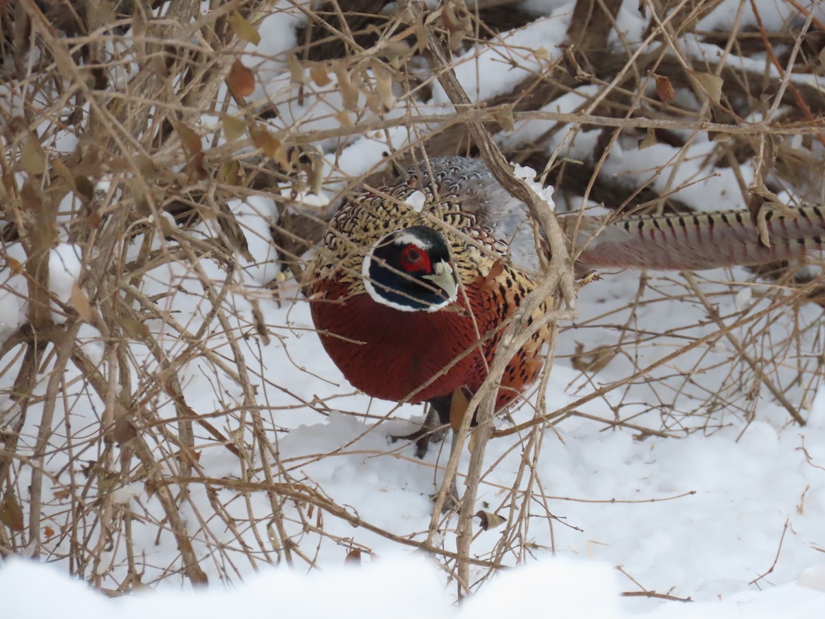Ring-necked Pheasant - ML646311832