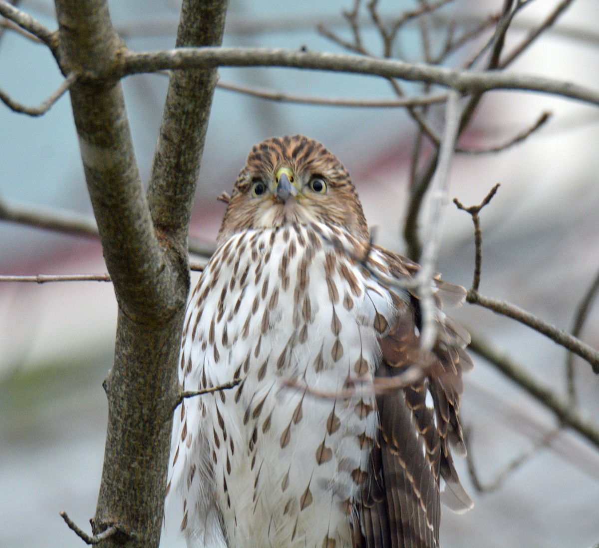 Cooper's Hawk - ML646311833