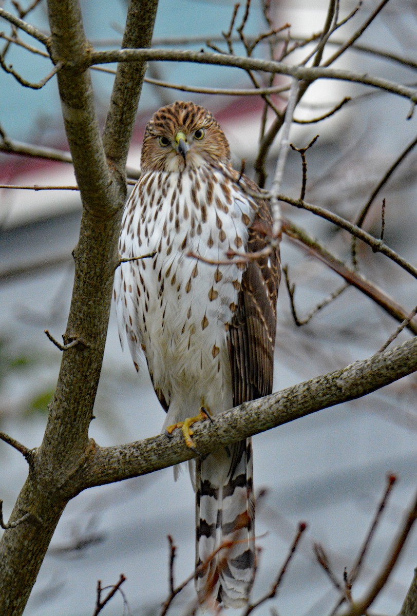 Cooper's Hawk - ML646311834