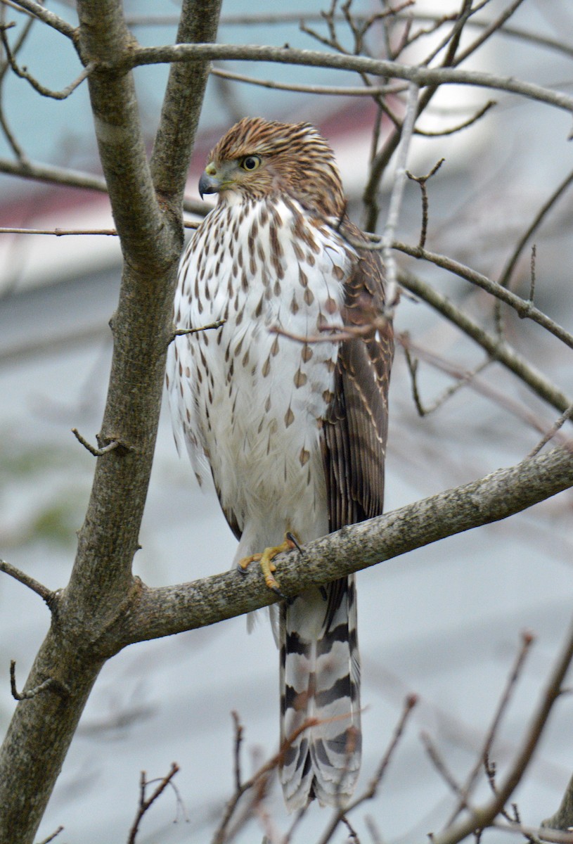 Cooper's Hawk - ML646311836
