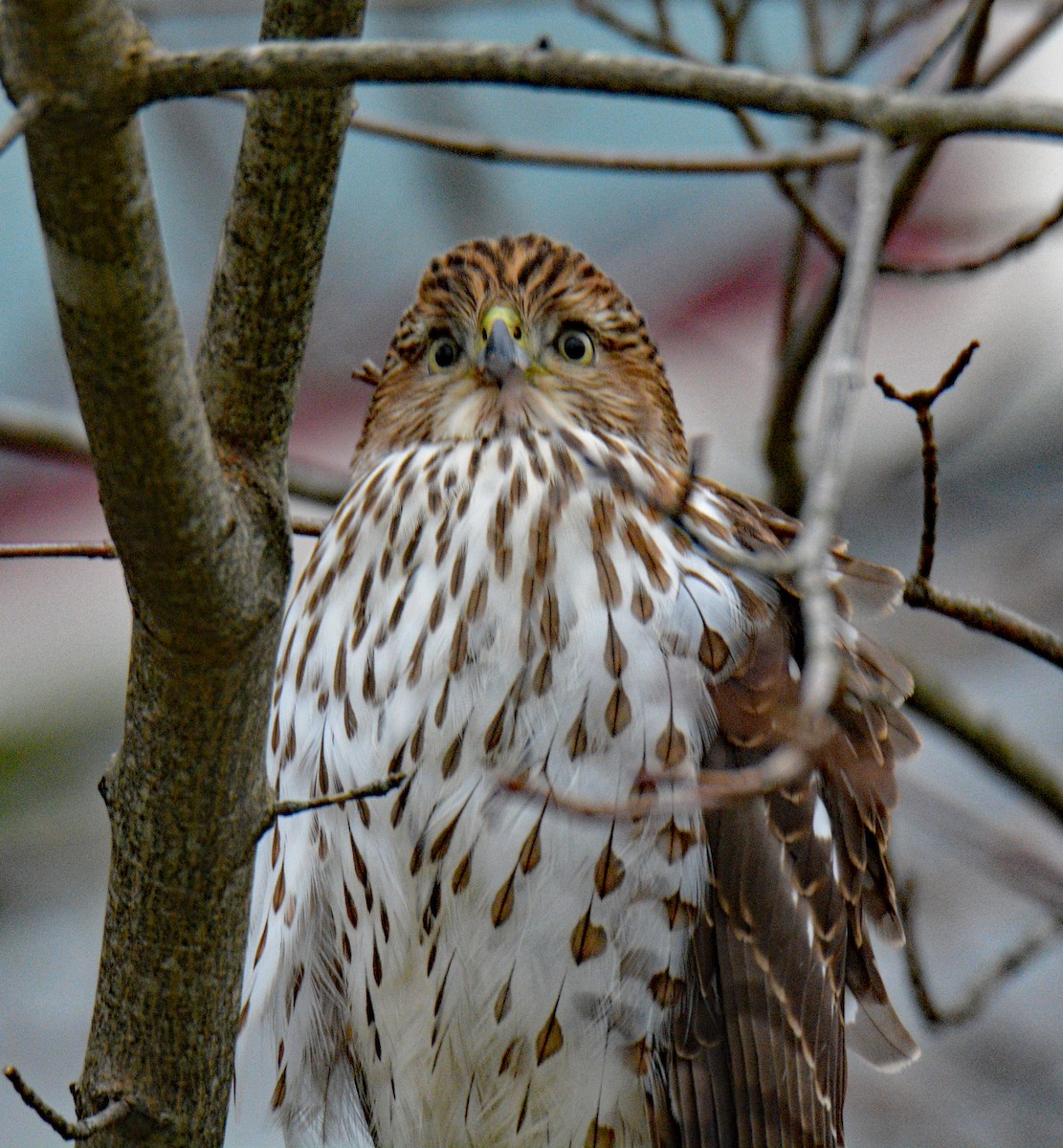 Cooper's Hawk - ML646311837