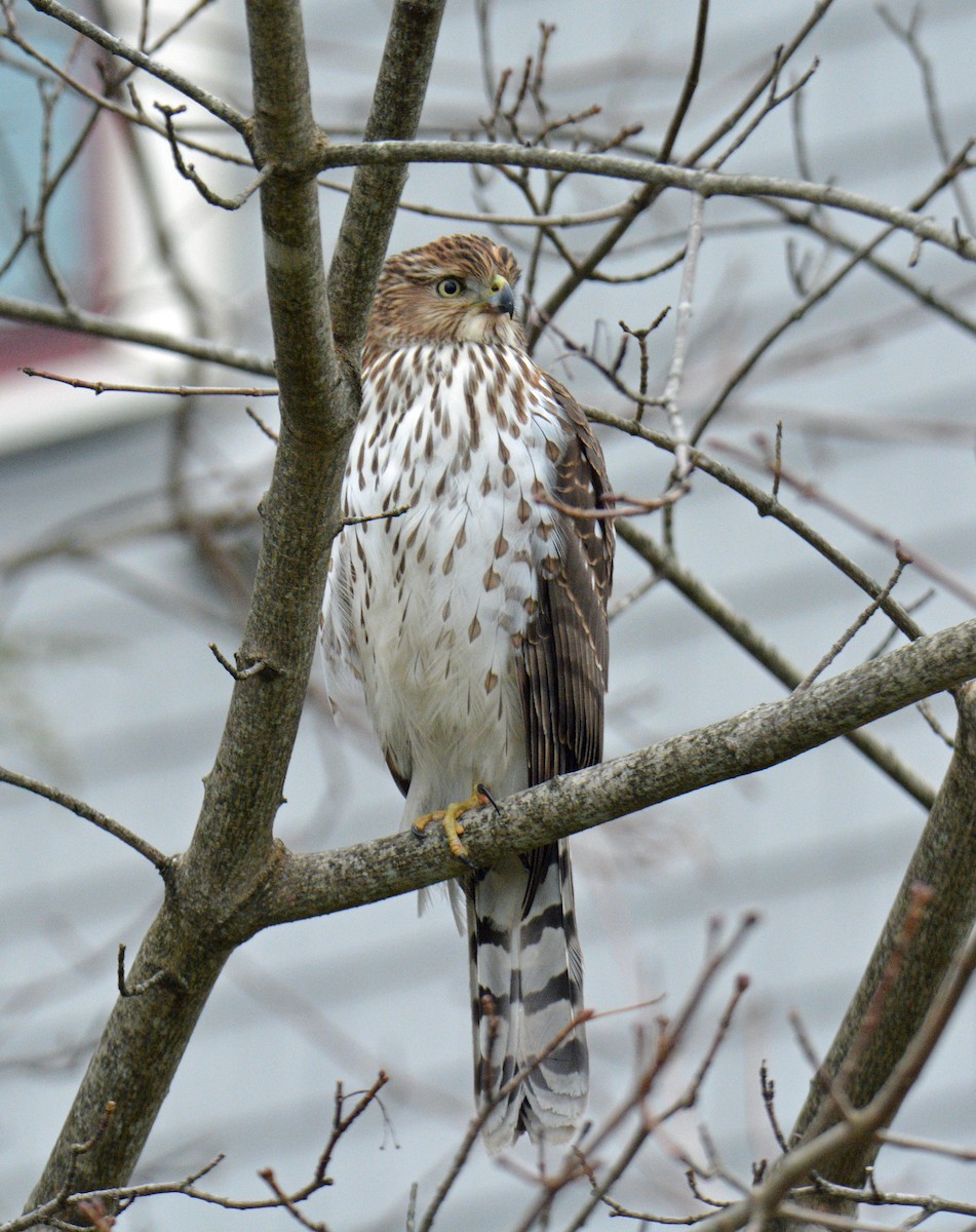 Cooper's Hawk - ML646311838