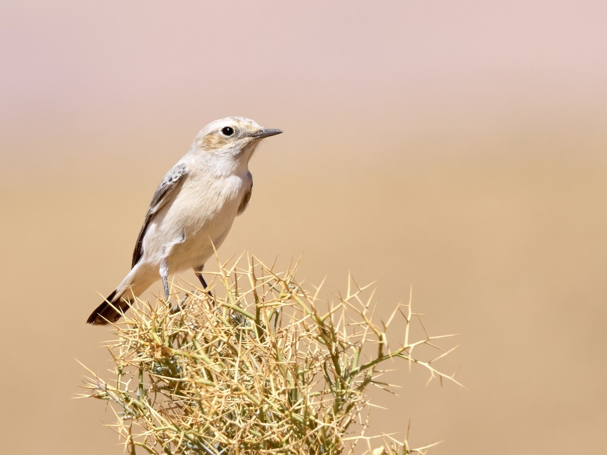 Mourning Wheatear (Maghreb) - ML646311839